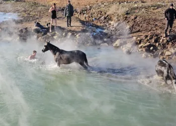 -15 derecede atların kaplıca keyfi