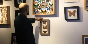 Çizgi filmden etkilenip kelebek koleksiyonu yaptı