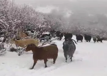 Reşadiyeli çoban karla mücadeleyi şarkılarla hafifletti