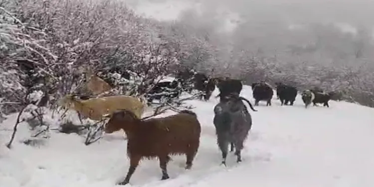 Reşadiyeli çoban karla mücadeleyi şarkılarla hafifletti