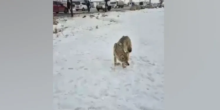 Yaralı kurt gündüz vakti sanayi bölgesine indi