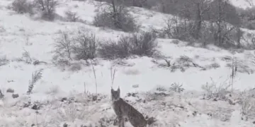Kırmızı listedeki vaşak Erzincan’da görüntülendi