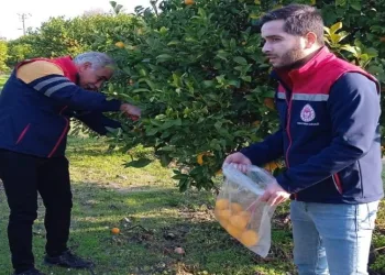 Narenciyede numune alımları sürüyor