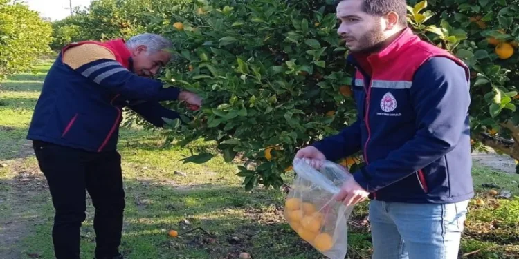 Narenciyede numune alımları sürüyor
