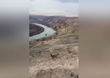 Dağ keçileri, Palu’nun muazzam manzarasına katıldı