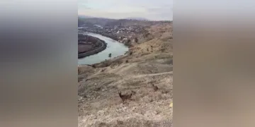 Dağ keçileri, Palu’nun muazzam manzarasına katıldı