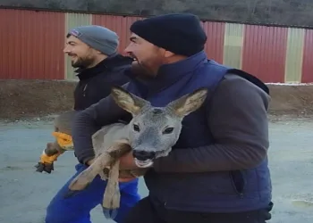 Başıbaş köpeklerden kaçan karaca kurtarıldı