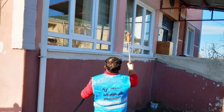 Tekkeköy’de kahverengi kokarcayla kışlak savaşı