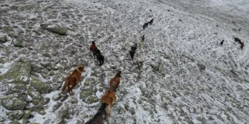 Yaylada kar altında yiyecek arayan yılkı atları havadan görüntülendi