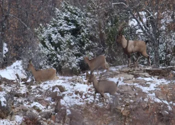 Elazığ’da yaban keçisi envanter çalışması yapıldı