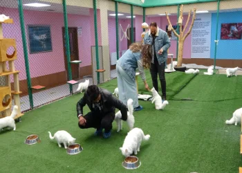 Bu yıl 150 yavru Van kedisi dünyaya geldi