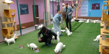 Bu yıl 150 yavru Van kedisi dünyaya geldi