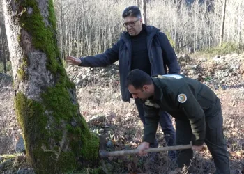 Yalova’da hastalık bulaşan çınar ağaçları kuruyor