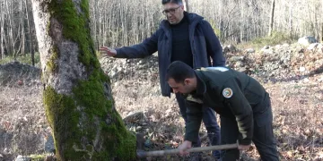 Yalova’da hastalık bulaşan çınar ağaçları kuruyor