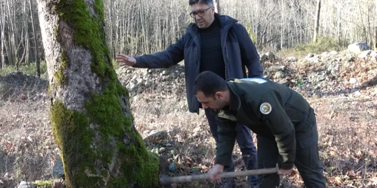 Yalova’da hastalık bulaşan çınar ağaçları kuruyor