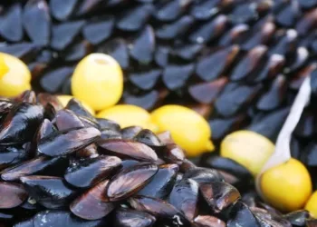 Çiftlik midyesi üretimi artıyor