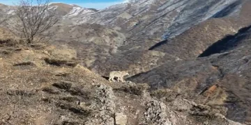 Munzur Vadisi’nde yiyecek arayan kurt görüntülendi