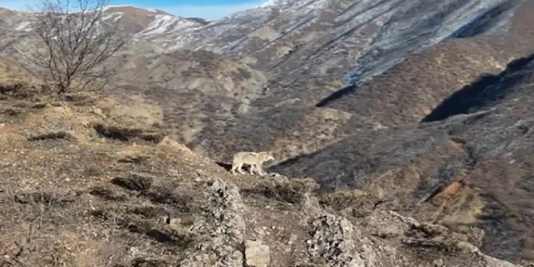 Munzur Vadisi’nde yiyecek arayan kurt görüntülendi