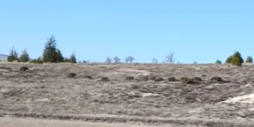 Köye inen domuz sürüsü