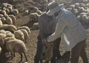 Yüksekova’da 62 köyde aşı ve kimliklendirme çalışması yapıldı