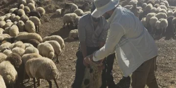 Yüksekova’da 62 köyde aşı ve kimliklendirme çalışması yapıldı