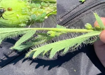 Yeni bir böcek türü daha keşfedildi