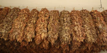 Tütün üreticisinin fiyat beklentisi 450 TL