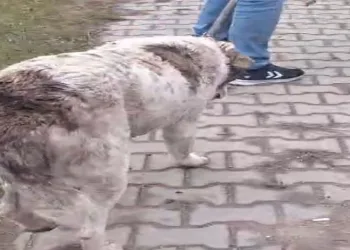 Köpeğe müdahale için trafik çift yönlü durdu