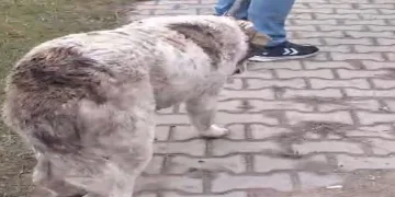 Köpeğe müdahale için trafik çift yönlü durdu