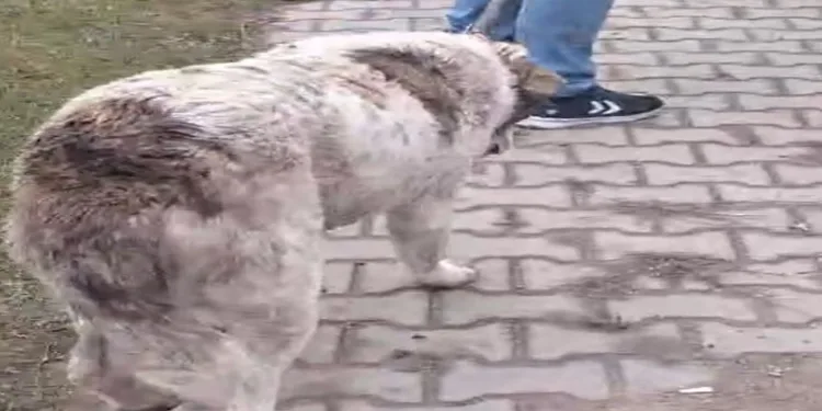 Köpeğe müdahale için trafik çift yönlü durdu
