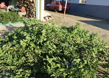 Defne yaprağı kırsal kesimin gelir kapısı oldu