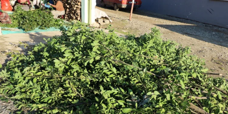 Defne yaprağı kırsal kesimin gelir kapısı oldu