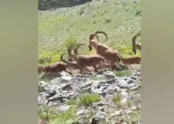 Yaban keçileri poz verdi
