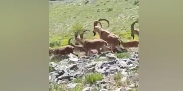 Yaban keçileri poz verdi
