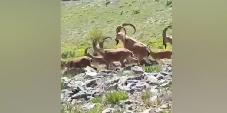 Yaban keçileri poz verdi