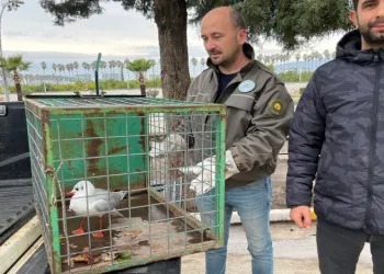 Motosikletiyle yakaladığı yaralı martıya can oldu