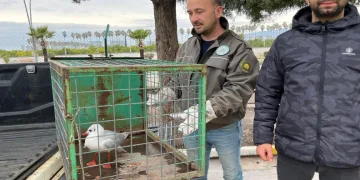 Motosikletiyle yakaladığı yaralı martıya can oldu