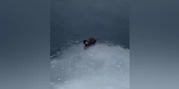 Su samuru avladığı balığı yerken görüntülendi