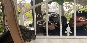 Patisi korkuluğa sıkışan kediyi itfaiye kurtardı