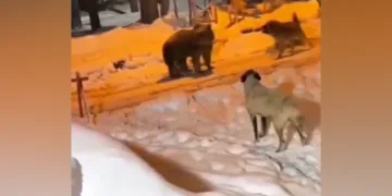 Köye ayı indi