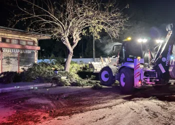 Fırtına ağaçları yerinden söktü