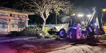 Fırtına ağaçları yerinden söktü