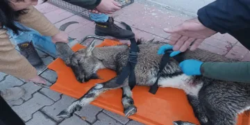 Yaralı dağ keçisi tedavi altında