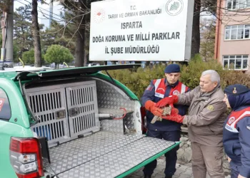 Kızıl şahin, ekiplerinin çabalarıyla kurtarıldı