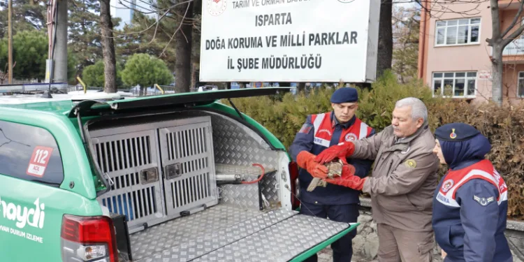 Kızıl şahin, ekiplerinin çabalarıyla kurtarıldı