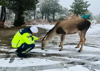 Kızıl geyikten jandarmaya sürpriz ziyaret