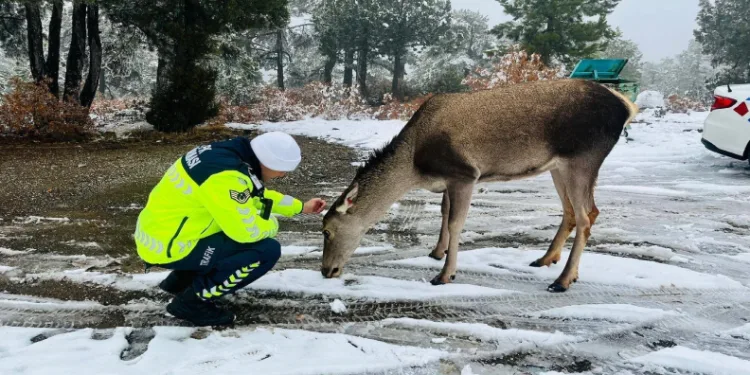 Kızıl geyikten jandarmaya sürpriz ziyaret