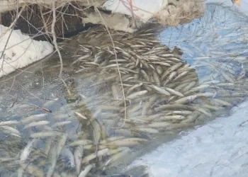 Aşkale’de balık ölümleri