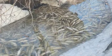 Aşkale’de balık ölümleri