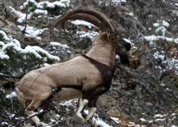 Erzincan’ın yüksek kesimlerinde yaban keçileri görüntülendi